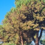 Lotta alla cocciniglia tartaruga: partono mattina i primi interventi mirati sui pini colpiti di Roseto degli Abruzzi