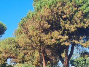 Lotta alla cocciniglia tartaruga: partono mattina i primi interventi mirati sui pini colpiti di Roseto degli Abruzzi