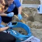 Schiusa del nido di tartaruga marina a Francavilla al Mare: 62 piccoli di Caretta caretta hanno raggiunto il mare