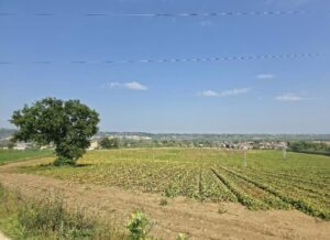 Veduta zona dove dovrebbe sorgere l'impianto agrivoltaico a Casalincontrada