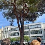A Pescara il Comune annuncia un intervento da 500mila euro per potenziare il verde pubblico