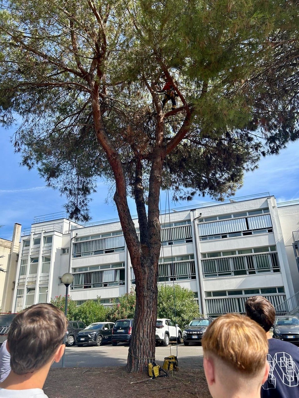 A Pescara il Comune annuncia un intervento da 500mila euro per potenziare il verde pubblico